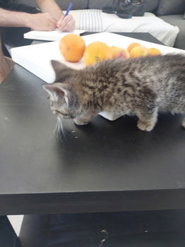 8 cyperse korthaartjes kittens - 3