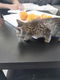 8 cyperse korthaartjes kittens - 3 - Thumbnail