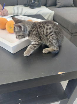 8 cyperse korthaartjes kittens - 4
