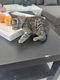8 cyperse korthaartjes kittens - 4 - Thumbnail