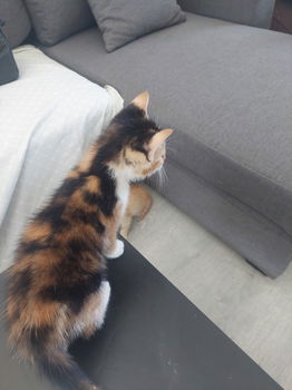 8 cyperse korthaartjes kittens - 5