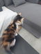 8 cyperse korthaartjes kittens - 5 - Thumbnail