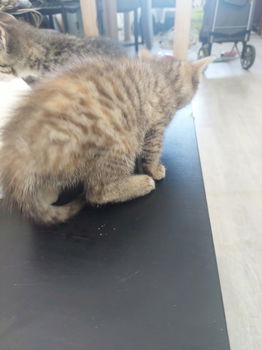 8 cyperse korthaartjes kittens - 6