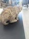 8 cyperse korthaartjes kittens - 6 - Thumbnail