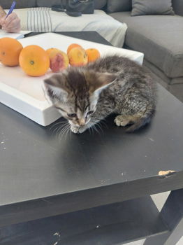 8 cyperse korthaartjes kittens - 7