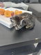 8 cyperse korthaartjes kittens - 7 - Thumbnail