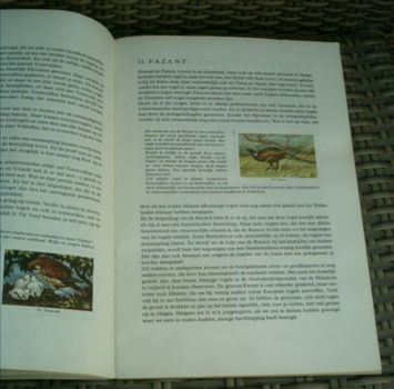 Zo leer je vogels kennen. Rizla+ compleet album. - 1