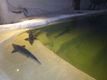 Kom óók zwemmen, snorkelen of Snuba duiken bij Fish World - 1 - Thumbnail