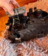R32 Xenon Koplampen MK4 - 3 - Thumbnail