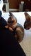 Sphynx kitten - 0 - Thumbnail