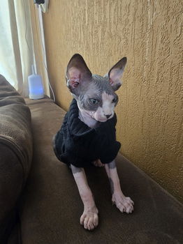 Sphynx kitten - 1