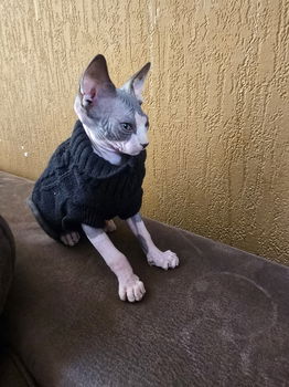 Sphynx kitten - 2