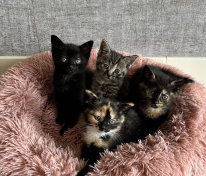 Super lieve kittens - katertje/poesje - 0