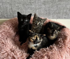Super lieve kittens - katertje/poesje