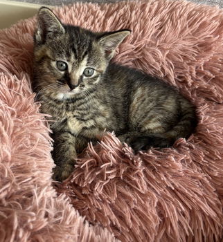Super lieve kittens - katertje/poesje - 1