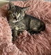Super lieve kittens - katertje/poesje - 1 - Thumbnail