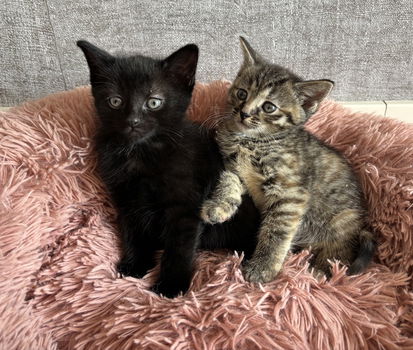 Super lieve kittens - katertje/poesje - 2