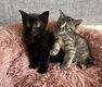 Super lieve kittens - katertje/poesje - 2 - Thumbnail
