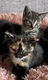 Super lieve kittens - katertje/poesje - 3 - Thumbnail