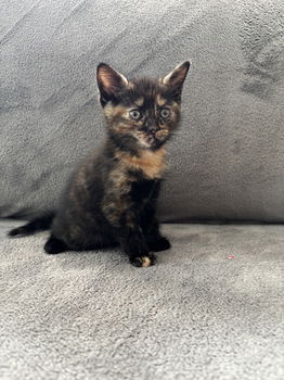 Super lieve kittens - katertje/poesje - 4