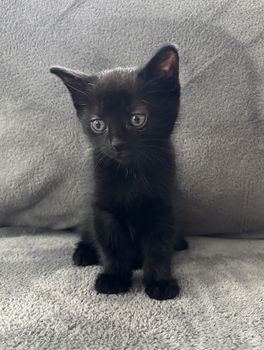 Super lieve kittens - katertje/poesje - 5