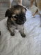 Langharige chihuahua - 0 - Thumbnail