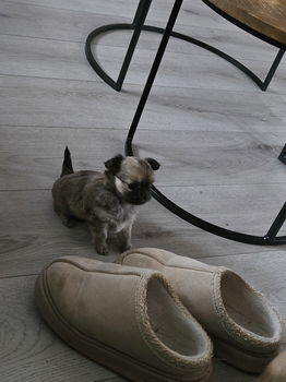 Langharige chihuahua - 1