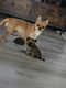 Langharige chihuahua - 3 - Thumbnail