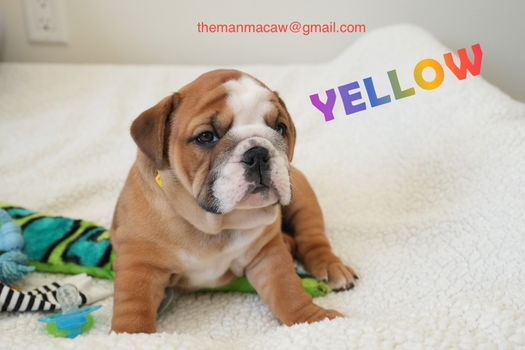 Beschikbare Engelse Bulldog-puppy's ter adoptie - 0