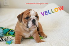 Beschikbare Engelse Bulldog-puppy's ter adoptie