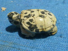 Hanger schildpad van dalmatiër jaspis
