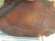 Agaat dikke plak - 2 - Thumbnail