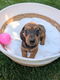 Teckelpups beschikbaar - 0 - Thumbnail