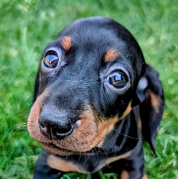 Teckelpups beschikbaar - 2
