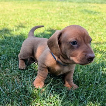 Teckelpups beschikbaar - 4