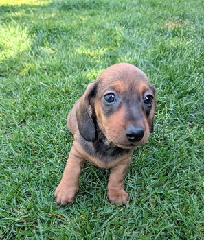 Dwergteckel pups korthaar - 0