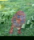 Dwergteckel pups korthaar - 0 - Thumbnail