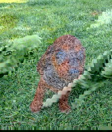 Dwergteckel pups korthaar