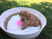 Dwergteckel pups korthaar - 1 - Thumbnail