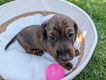 Dwergteckel pups korthaar - 3 - Thumbnail
