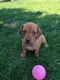 Dwergteckel pups korthaar - 5 - Thumbnail