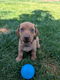 Dwergteckel pups korthaar - 6 - Thumbnail