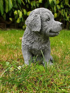 Golden Retriever puppy , sjaak