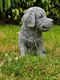 Golden Retriever puppy , sjaak - 0 - Thumbnail