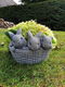 konijntjes , plantenbak - 0 - Thumbnail