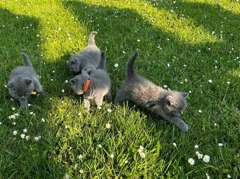 Britse korthaar kittens klaar voor verkoop - 1