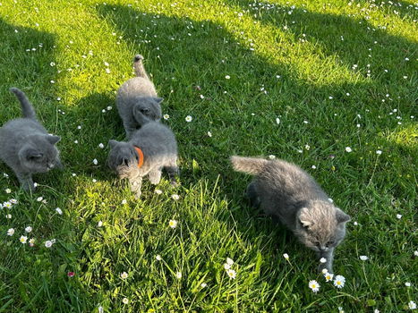 Britse korthaar kittens klaar voor verkoop - 2