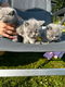 Britse korthaar kittens klaar voor verkoop - 0 - Thumbnail