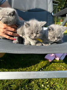 Britse korthaar kittens klaar voor verkoop