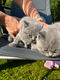 Britse korthaar kittens klaar voor verkoop - 1 - Thumbnail